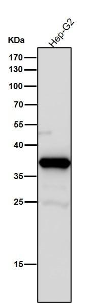 Aldo-keto Reductase 1C3/AKR1C3 Antibody (SR1612)