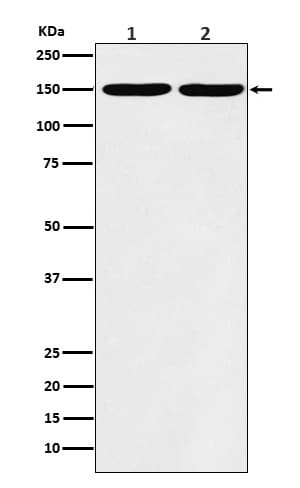 Collagen III alpha 1/COL3A1 Antibody (SR1186) - BSA Free
