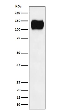 ICAM-3/CD50 Antibody (SR1003)
