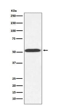 alpha Tubulin Antibody (SR1897)