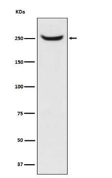 NuMA Antibody (SR1359)