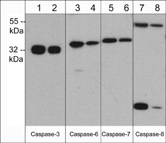 Caspase-6 Antibody (M378)