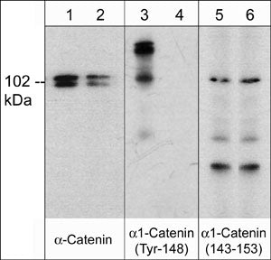 Catenin alpha 1 Antibody