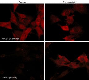 WASF1/WAVE1 [p Tyr125] Antibody