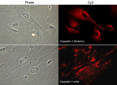 Caveolin-1 Antibody (M281)