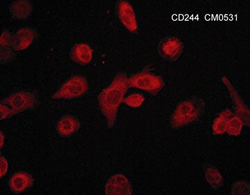 2B4/CD244/SLAMF4 Antibody (M053)