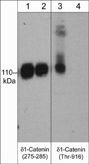 p120-catenin Antibody (M354)