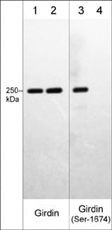 Girdin [p Ser1674] Antibody