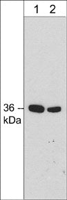 Annexin A2 Antibody (M298)