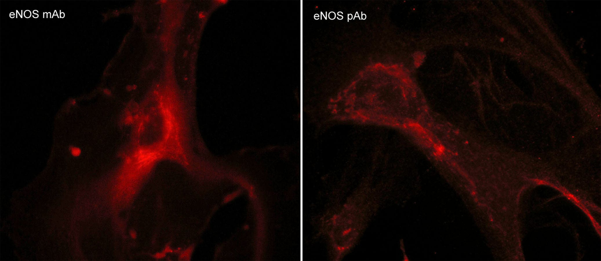 eNOS Antibody