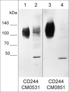 2B4/CD244/SLAMF4 Antibody (M085)