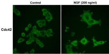 CDC42 Antibody (M152)