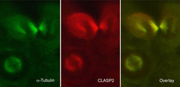 CLASP2 Antibody (KT68)