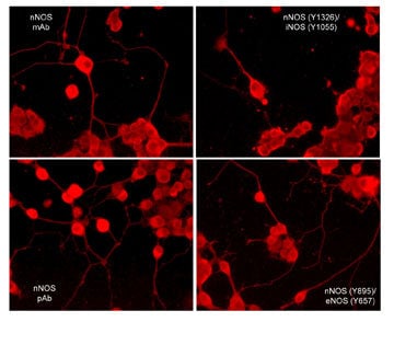 nNOS Antibody (M401)