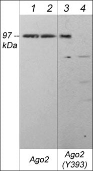 Ago2/eIF2C2 Antibody (11A9)