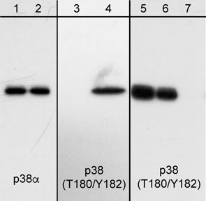 p38 alpha Antibody (M138)