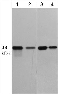 p38 alpha Antibody (M548)
