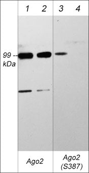 Ago2/eIF2C2 [p Ser387] Antibody