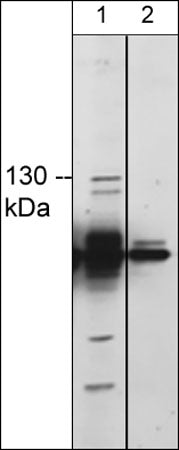 TRPM8 Antibody