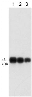Connexin 43/GJA1 Antibody (M496)