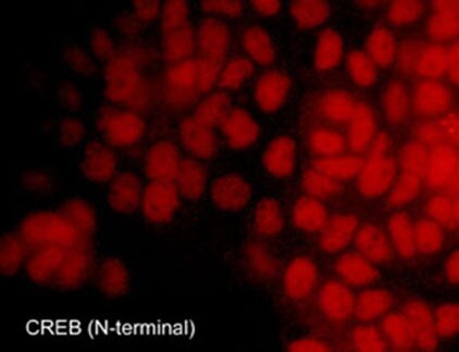 CREB Antibody
