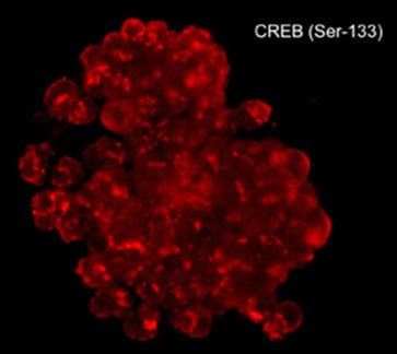 CREB [p Ser133] Antibody (M415)