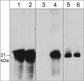 Caveolin-1 Antibody