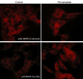 p38 alpha [p Tyr323] Antibody