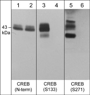 CREB [p Ser271] Antibody