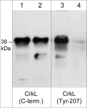 CrkL [p Tyr207] Antibody
