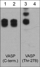 VASP Antibody (M277)