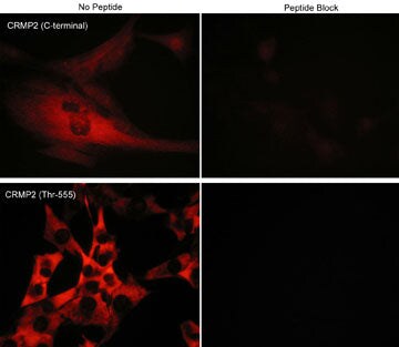 CRMP2 [p Thr555] Antibody