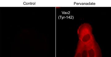 VAV2 [p Tyr142] Antibody
