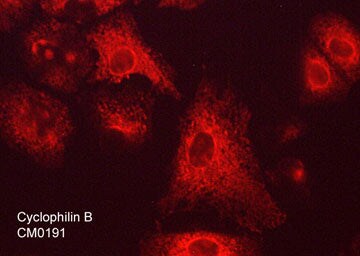 Cyclophilin B Antibody (M019)