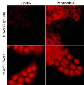 N-WASP [p Tyr256] Antibody