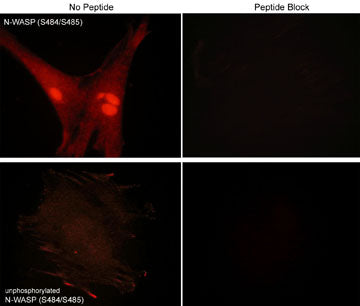 N-WASP Antibody