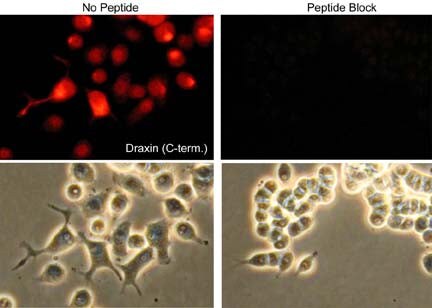 Draxin/C1orf187 Antibody