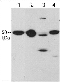 Draxin/C1orf187 Antibody
