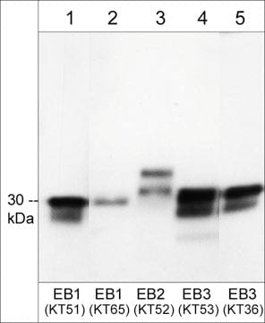 EB2 Antibody (KT52)