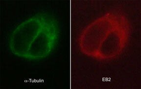 EB2 Antibody (KT52)