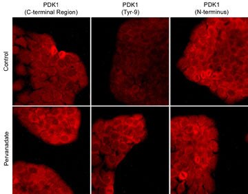 PDK-1 Antibody