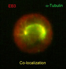 EB3 Antibody (KT36)