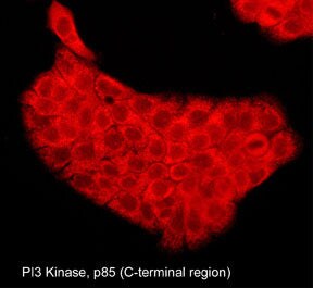 PI 3-Kinase p85 alpha Antibody (M253)