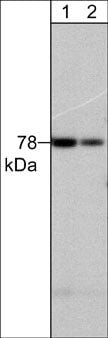 PKC delta Antibody (M242)