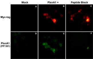 Plexin A1 Antibody