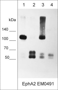 EphA2 Antibody (M049)