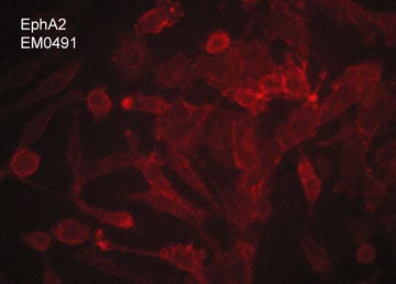 EphA2 Antibody (M049)