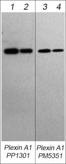Plexin A1 Antibody (M535)