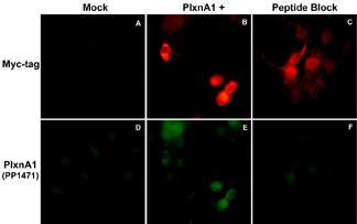 Plexin A1 Antibody