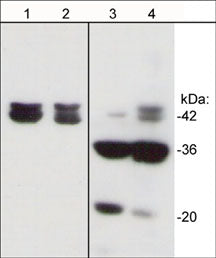 beta-Actin Antibody